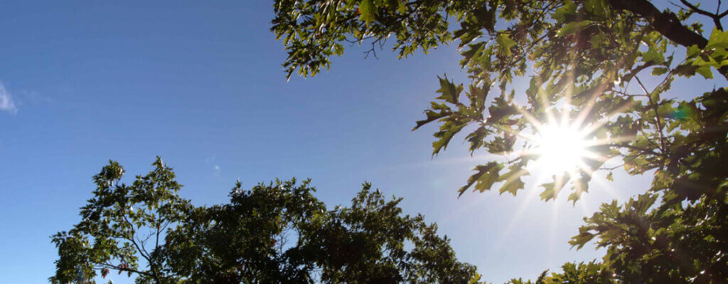 Baum-Sonne